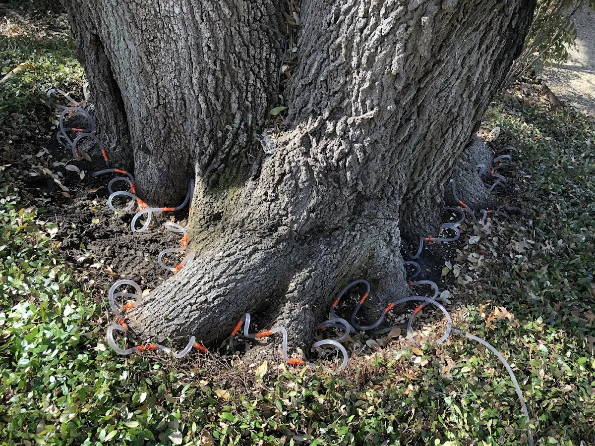 Detailed Tree Cabling and Bracing job site in Moyie Springs
