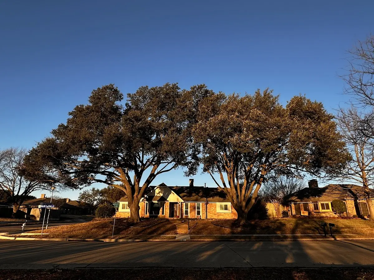 Established residential canopy tree shading a home in Moyie Springs